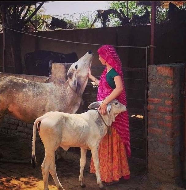 caring for cows animal care and love cow care love awareness compassion desi ghee health benefits Hindi ayurveda