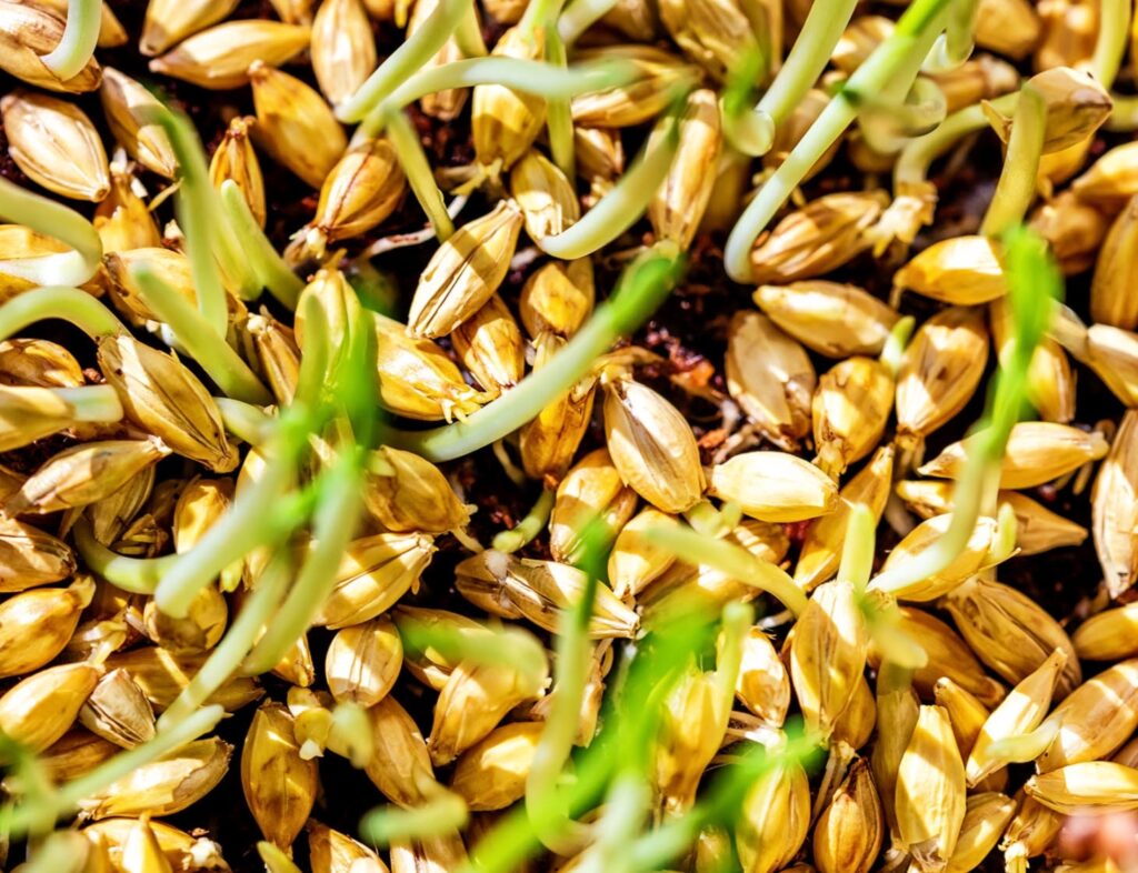 sprout grains salad in hindi, sprout barley salad in hindi